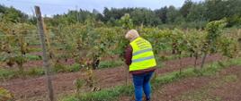 W centrum zdjęcia znajduje się osoba, ubrana w kamizelkę odblaskową z logo PIORiN. Osoba zwrócona do zdjęcia plecami. Widoczne pole, na którym rośnie w rzędach winorośl.
W niedużych odległościach widoczne wbite w ziemię drewniane słupki, do których zamocowane są druty, po których wije się winorośl.

