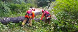 Na środku dwóch strażaków w ubraniach specjalnych, uprzężach oraz kamizelkach asekuracyjnych. Obaj są podpięci do lin asekuracyjnych. Strażak po prawej stronie trzyma pilarkę do drewna. Przed nimi powalone drzewo. W tle widoczny rwący nurt rzeki. Dookoła drzewa i zarośla.