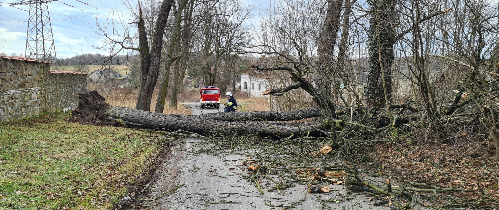 Działania związane z usuwaniem powalonych drzew
