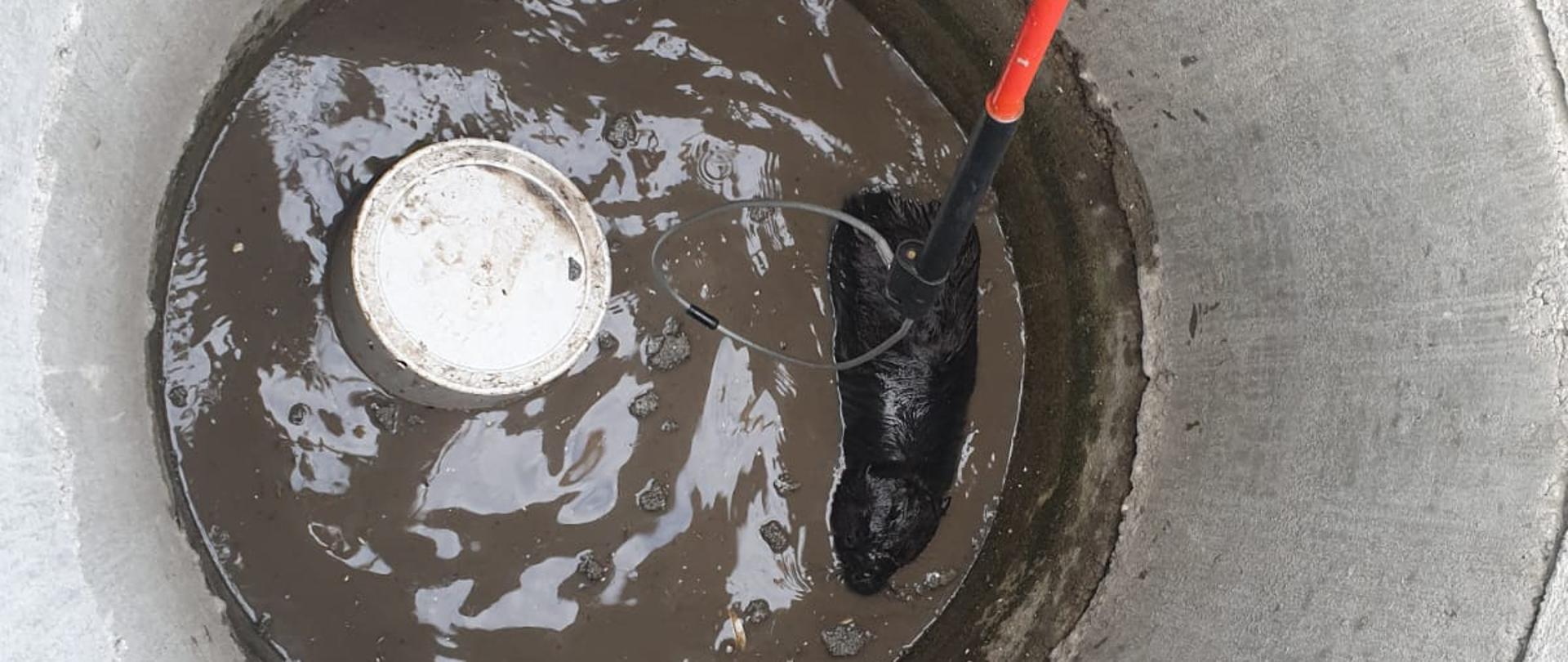 Na zdjęciu bóbr w studni i ratownicy przy użyciu lancy do zwierząt podejmują próbę wyciągnięcia bobra