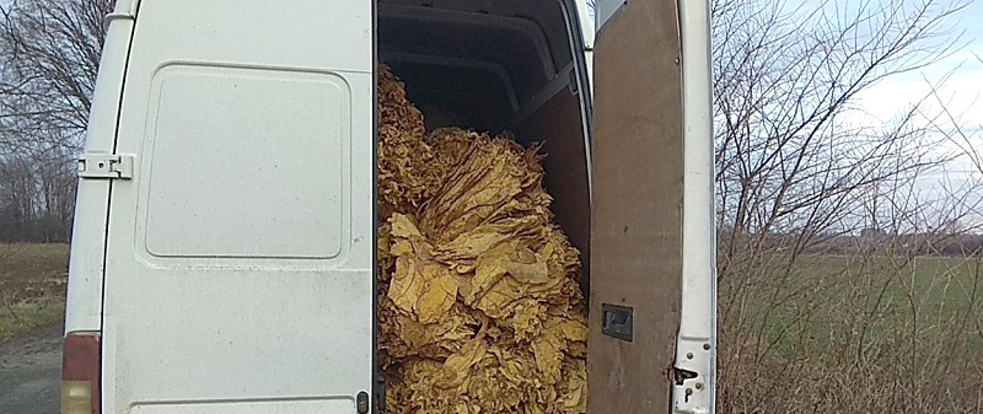 Tył samochodu dostawczego, w otwartej przestrzeni ładunkowej widoczny susz tytoniowy.