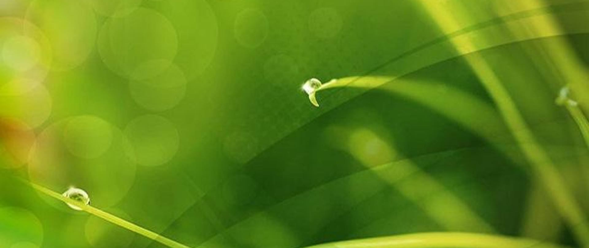 trwa w przybliżeniu a na niej krople wody