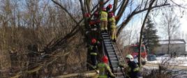 Na zdjęciu w aurze słonecznej widać kilku strażaków, którzy ewakuują poszkodowanego mężczyznę z drzewa z wysokości ok. 4m przy pomocy noszy oraz drabiny przestawnej pożarniczej. W tle domy oraz osoby postronne oraz wóz strażacki