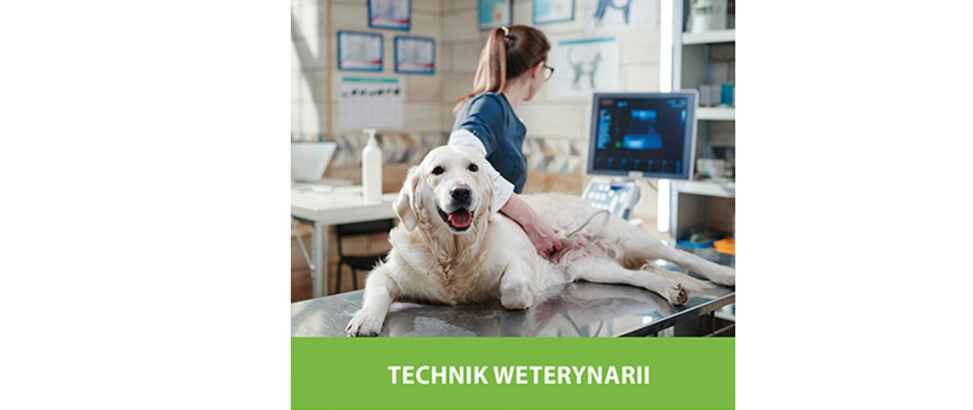 weterynaria-panorama