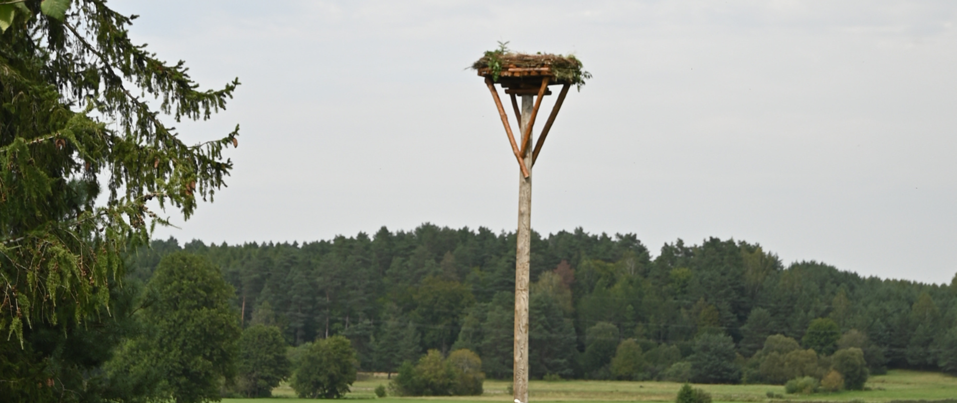Gniazdo bocianie na platformie ustawionej na łące. W tle widać las.
