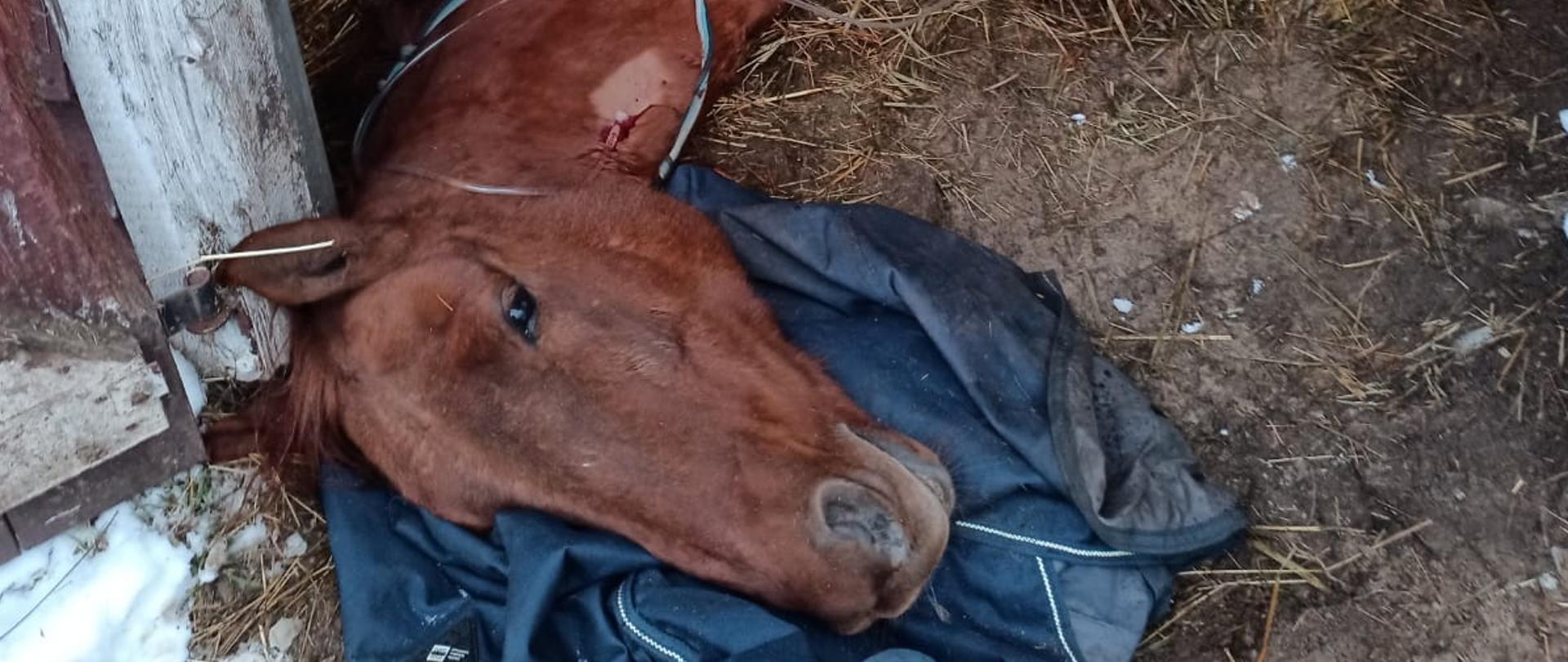 Przewrócony koń (1)