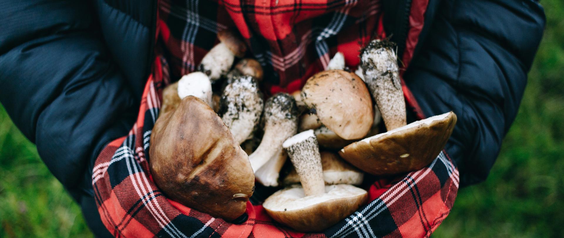Woman hold fresh picked wild mushrooms