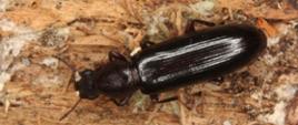 ponurek Schneidera