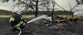 Na zdjęciu przedstawiony jest strażak w pozycji klęczącej w umundurowaniu bojowym oraz białym hełmie na głowie. Strażak przy użyciu odcinka węża gaśniczego oraz prądownicy podaje prąd wody w celu dogaszenia pożaru suchej trawy oraz gałęzi drzewa. Strażak znajduje się na pogorzelisku. 