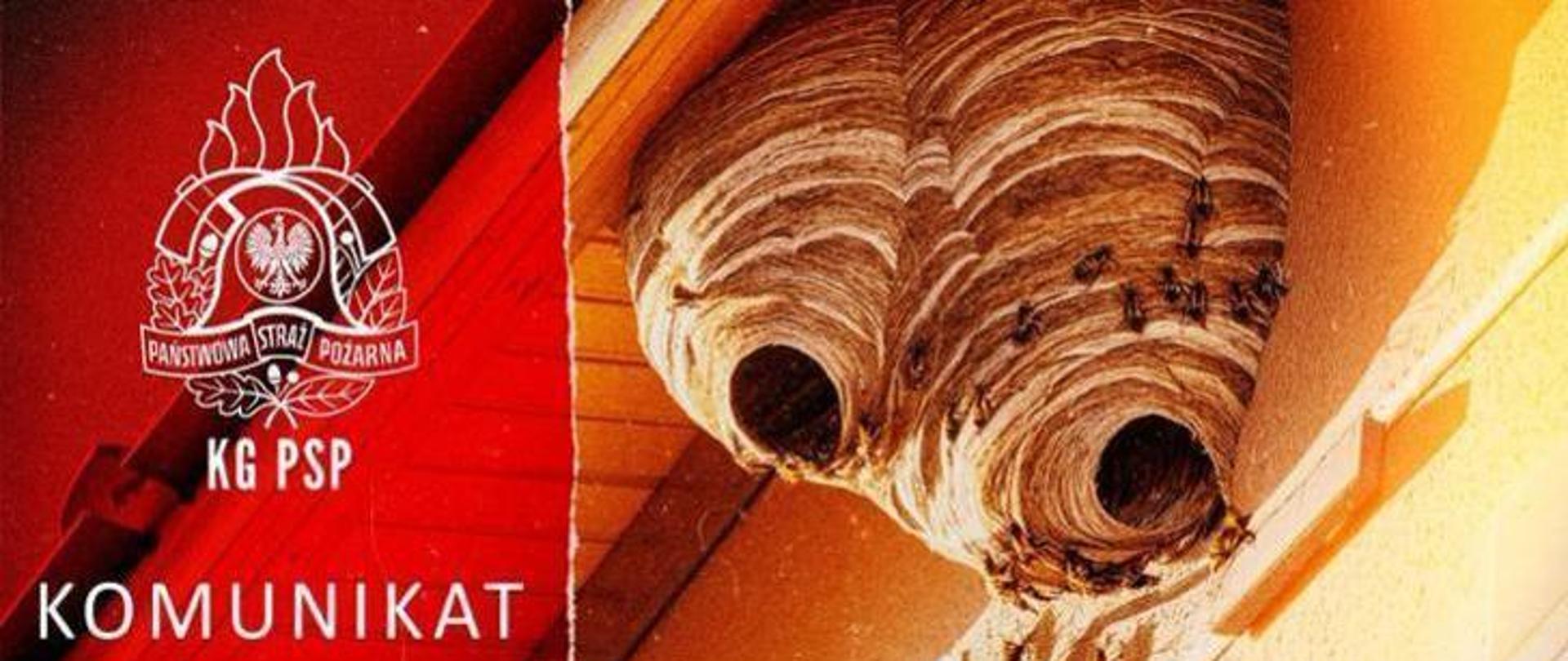 Usuwanie rojów i gniazd owadów błonkoskrzydłych 