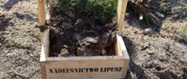 Na ziemi stoi skrzynka z napisem Nadleśnictwo Lipusz,w środku znajdują się sadzonki. Skrzynka stoi na ziemi.