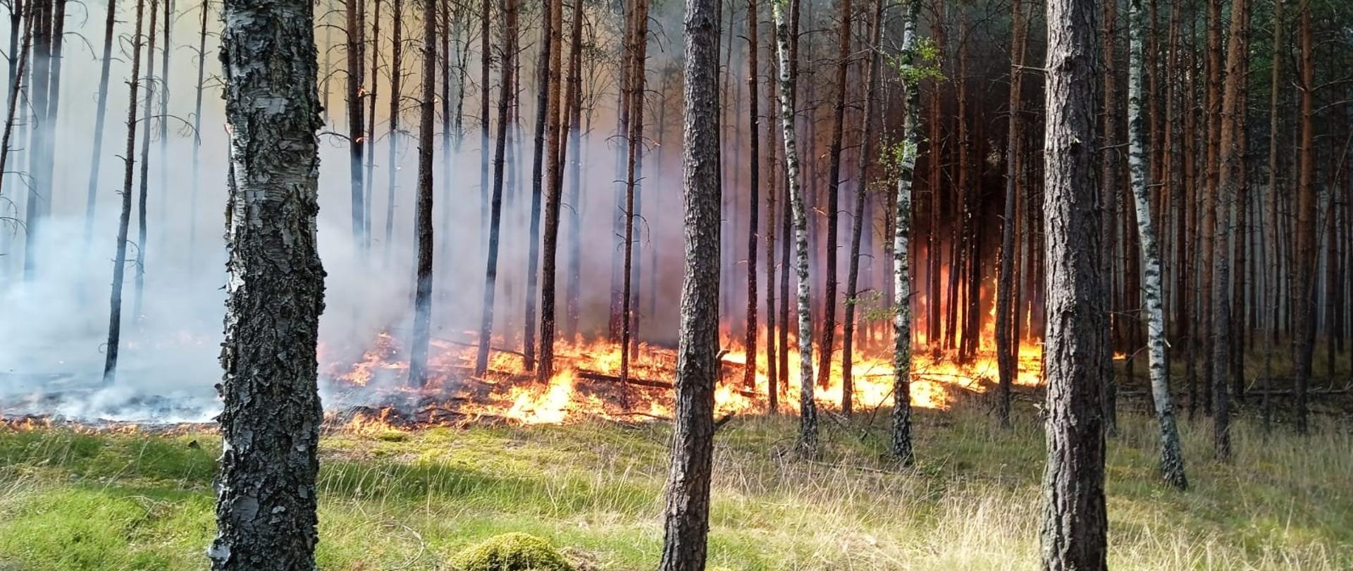 Na zdjęciu widać strażaków podczas gaszenia pożaru lasu. 