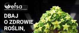 W tle, rozmyty widok na halę dworca lub terminal lotniczy. Na głównym planie postać człowieka-drzewa. Zamiast nóg dwa pnie drzewa, zamiast rąk – gałęzie, zamiast głowy – korona drzewa. Postać ubrana w sportową ,kolorową koszulkę polo. W rękach-gałęziach trzyma folder turystyczny po Europie. Po prawej stronie postaci stoi żółta walizka podróżna oklejona naklejkami. W lewym górnym rogu grafiki białymi, drukowanymi literami napis: „Dbaj o zdrowie roślin nie woź ich do domu” oraz logo EFSA. U dołu grafiki, białą czcionką napis: ”Rośliny przewoź do domu we wspomnieniach lub na zdjęciach – nie w bagażu! #PlantHealth4Life”
