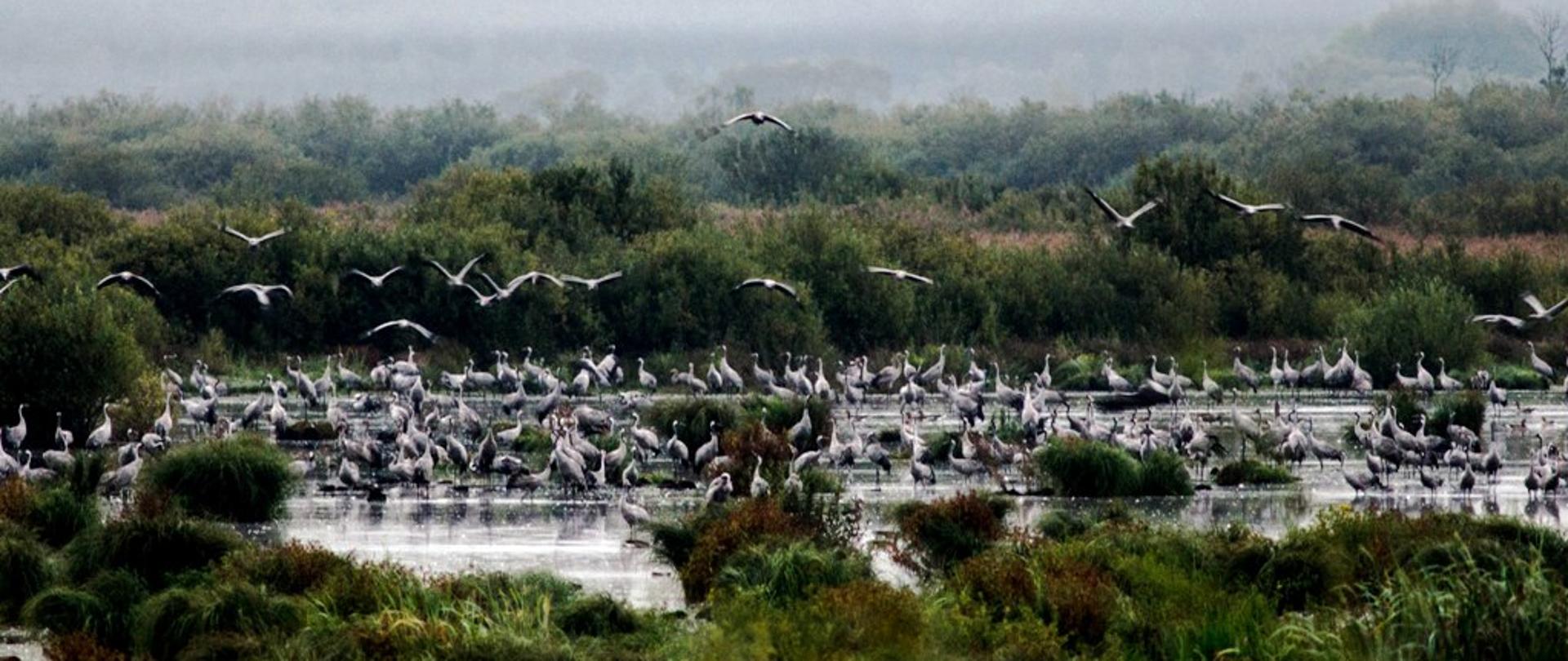 Poleski_PN_-_rozlewisko_żurawi_fot_S_Wróbelmini