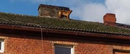 Zbliżenie na budynek i spa na dachu. Pies stoi przy kominie. Jest mały, kasztanowy. Ma podkurczony ogon i jest przestraszony. Na pierwszym planie białe okna kamienicy.