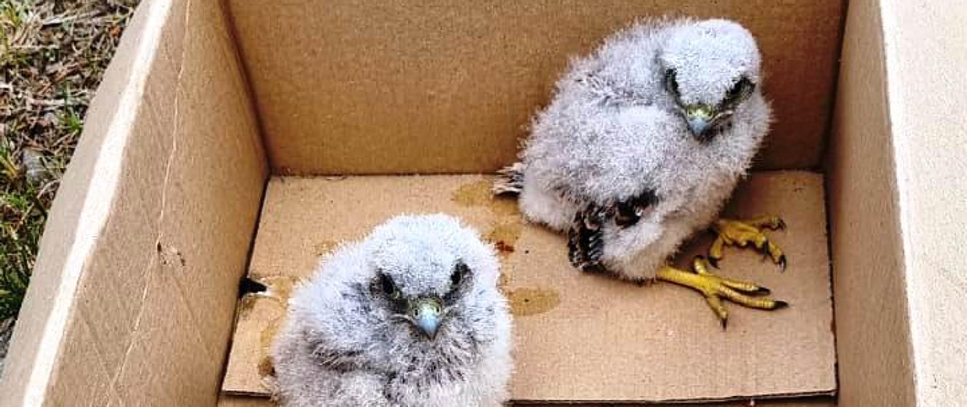 Dwa Pisklęta w kartonowym pudelku