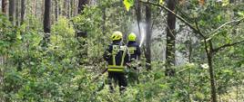 Zdjęcie w lesie. Dużo zieleni. Pośród zieleni umundurowani ratownicy podają prąd wody w natarciu na pożar lasu. Zdjęcie w ciągu dnia.