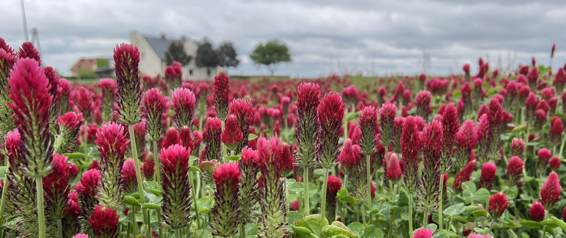 Zdjęcie przedstawia plantację koniczyny krwistoczerwonej (inkarnatka) odmiany Opolskiej