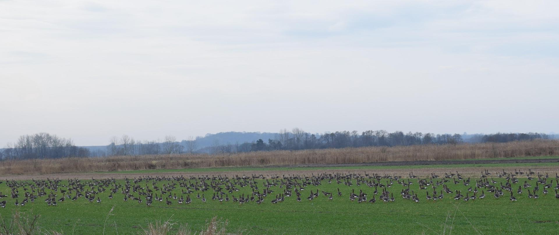 skupisko dzikich ptaków w obszarze Natura 2000 Dolina Nidy