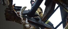 Fragment zniszczonego przez pożar dachu - widok od wnętrza budynku. Nadpalone drewniane elementy konstrukcyjne dachu. Na nich strażak zabezpieczony linką ratowniczą, na twarzy ma założoną maskę ochronną, na głowie czerwony hełm. Z dachu do wnętrza budynku zwisają fragmenty ocieplenia. Przez otwór w dachu widoczne niebo.
