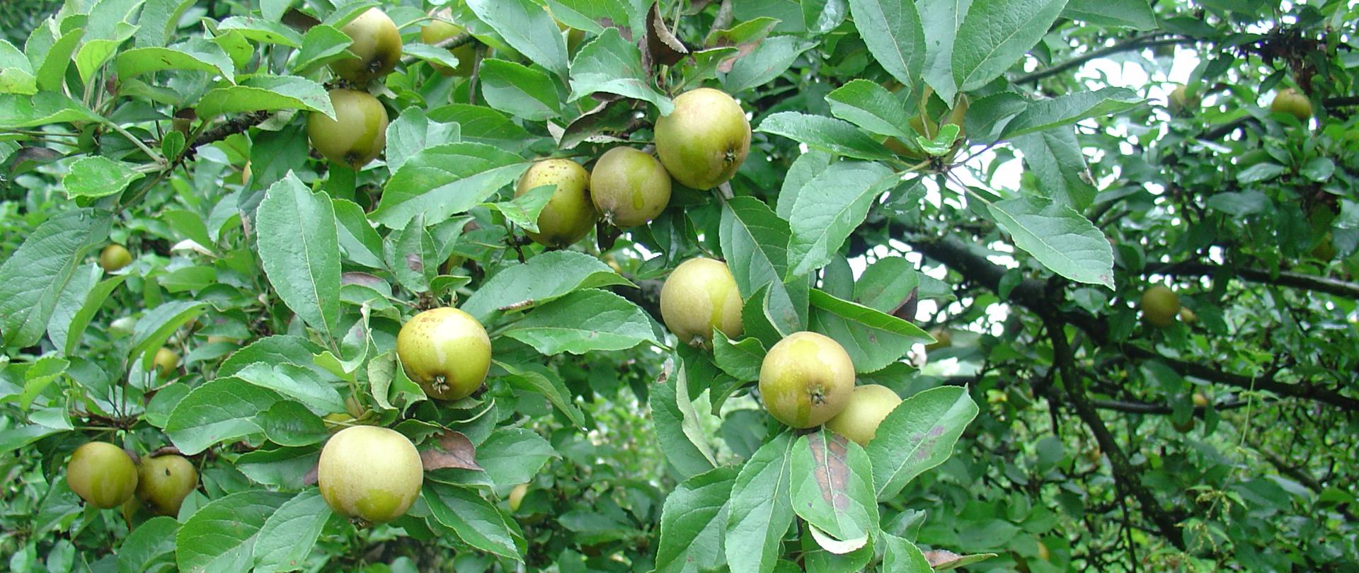 jabłka żninówki