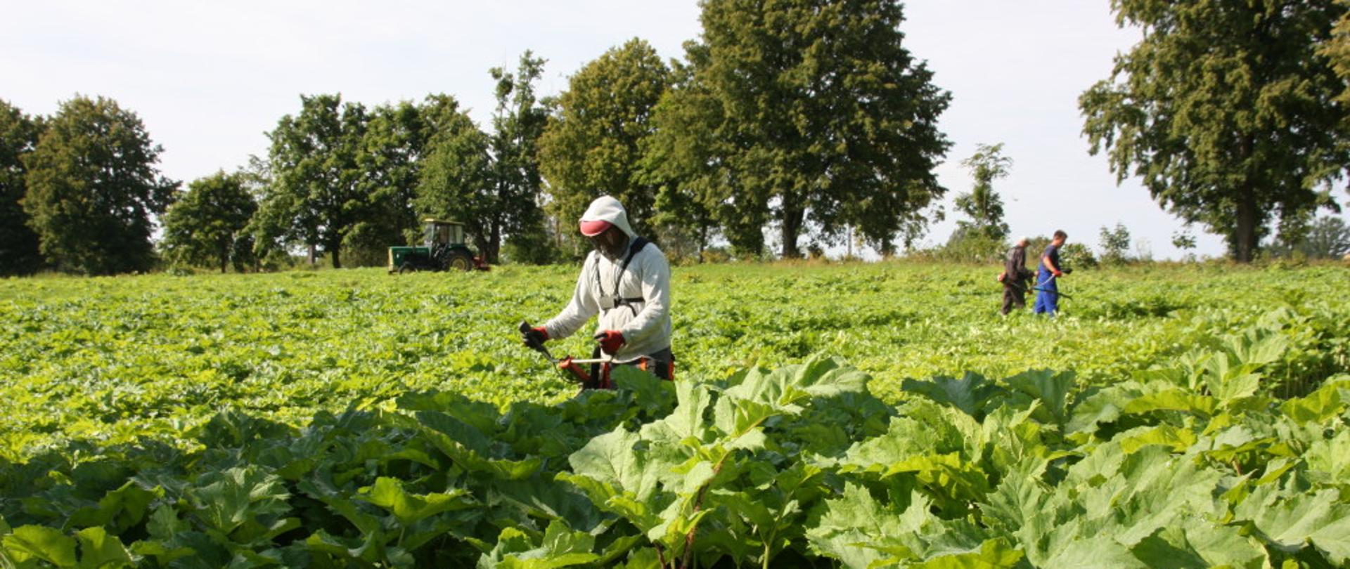 Zdjęcie przedstawia trzech pracowników usuwających, za pomocą specjalistycznego sprzętu, barszcz Sosnowskiego. Jeden z nich ma ubrany biały kombinezon oraz przyłbicę. W oddali stoi traktor, a dalej rosną drzewa.