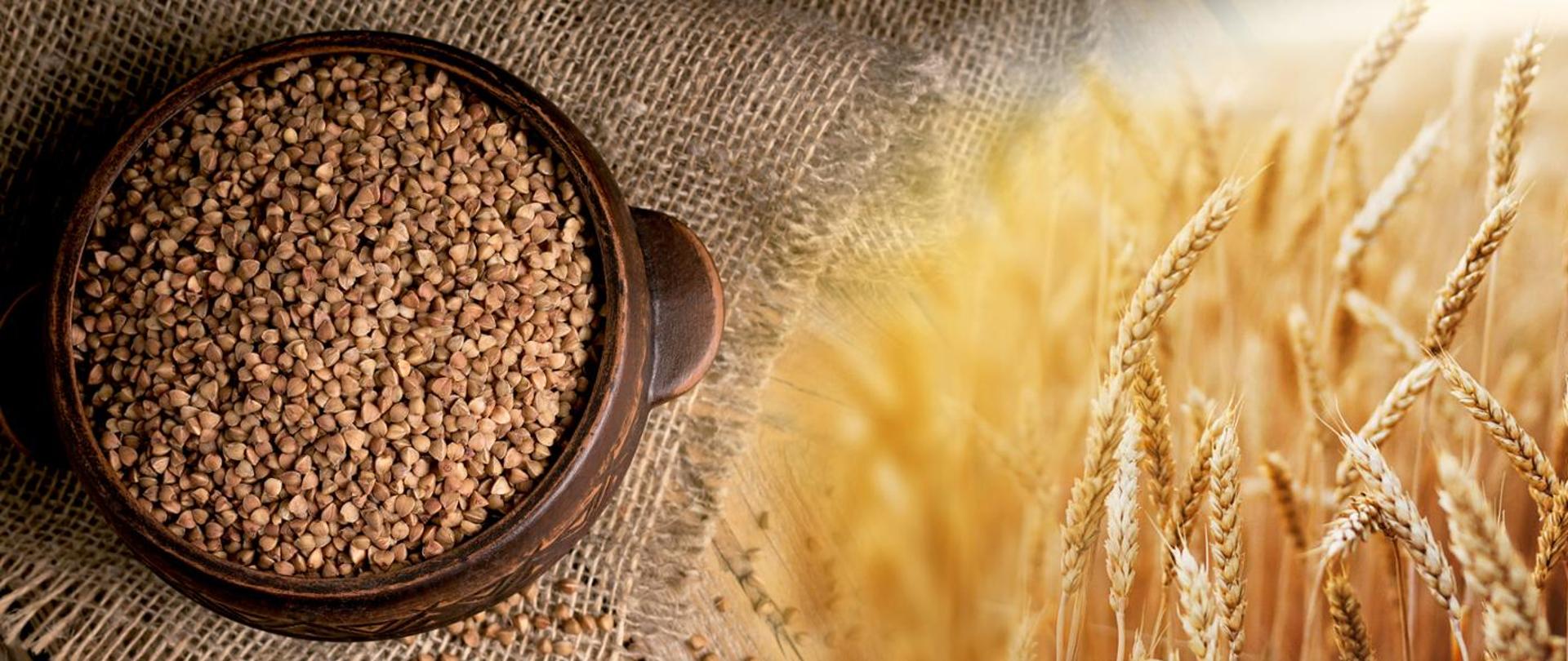 Ziarna gryki i kłosy zboża.