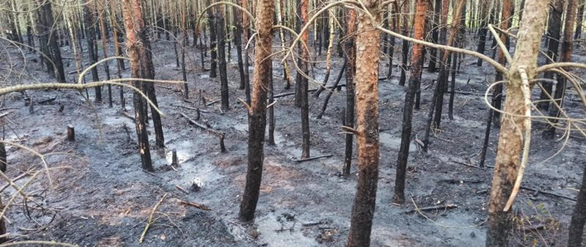 Widok na całkowicie spalone podszycie. Dodatkowo nadpaleniu uległa podstawa drzew. Wszystko zwęglone i spalone.