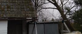 Zdjęcie przedstawia drzewo uszkodzone w wyniku silnego wiatru, które jest oparte o budynek gospodarczy. 