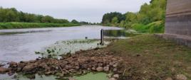 Narew pod mostem w Wiźnie, zdjęcie w dół rzeki, na pierwszym planie znaki wodomierzowe