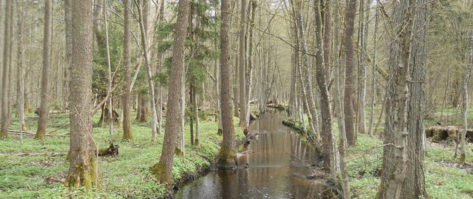 Puszcza Białowieska