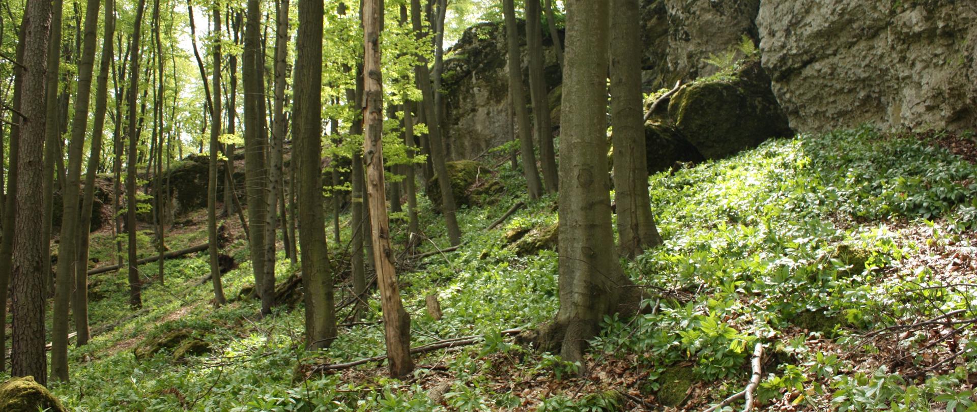 Zdjęcie przedstawia fragment rezerwatu Sokole Góry. 