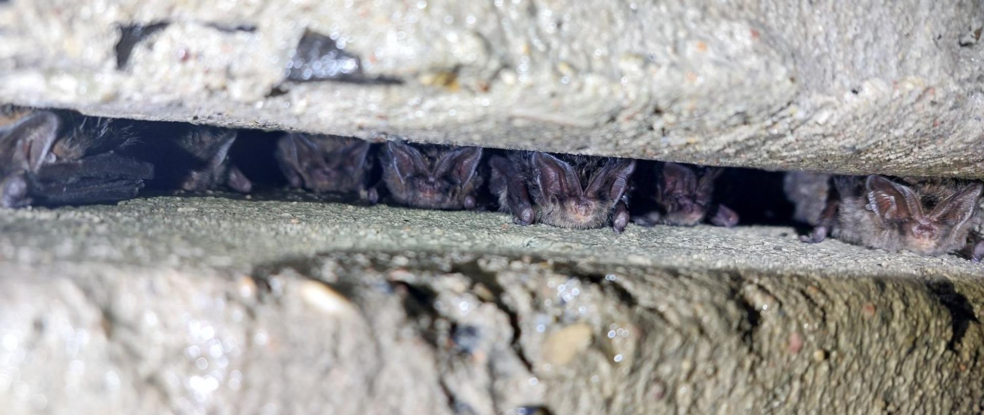 Szczelina w ścianie z betonu, w której widać siedem zimujących nietoperzy z gatunku mopek zachodni.