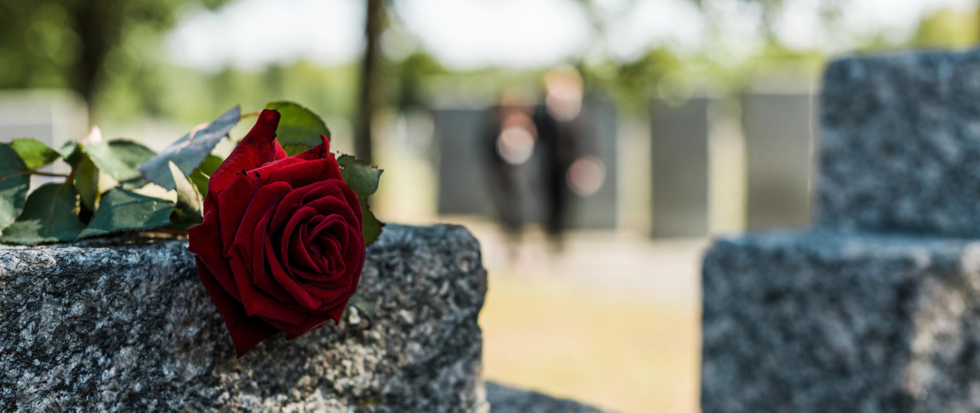 shadows on red aromatic rose on concrete tomb