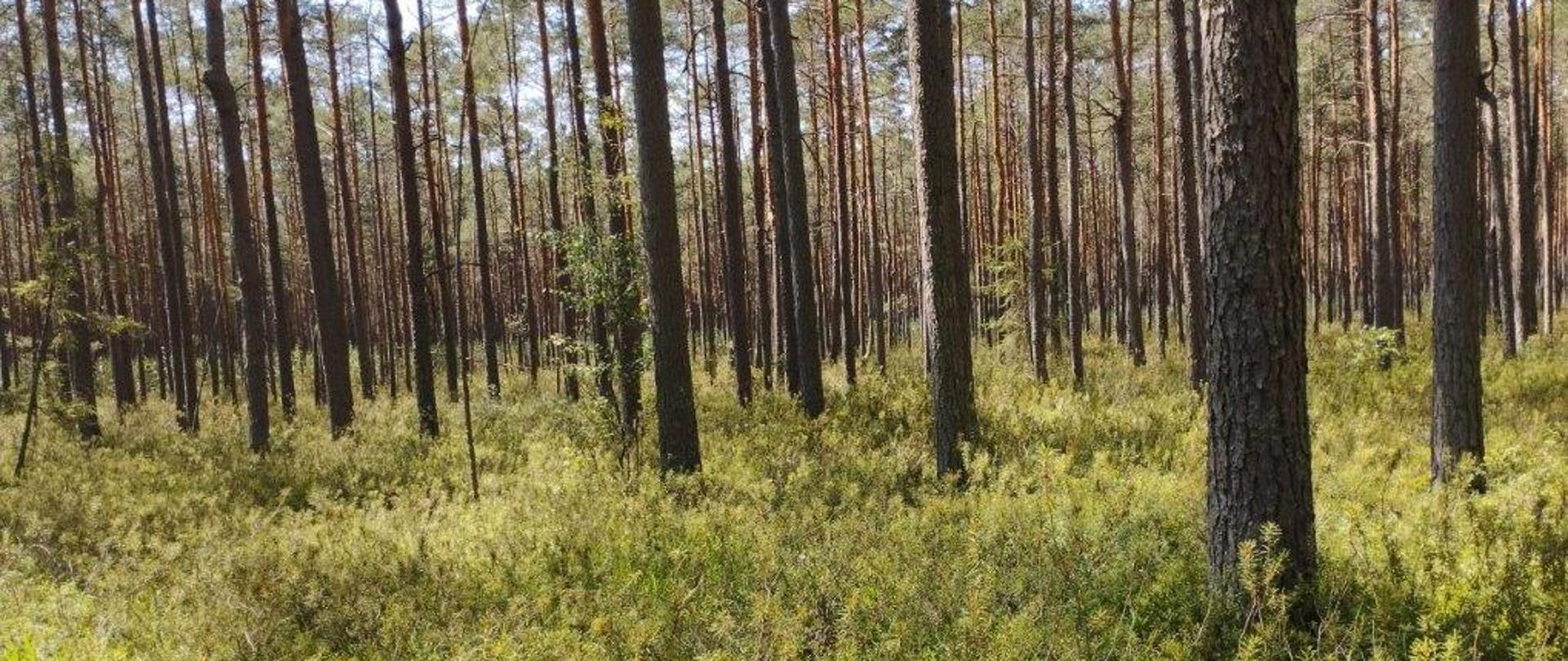 Rezerwat przyrody Wielkie Bagno