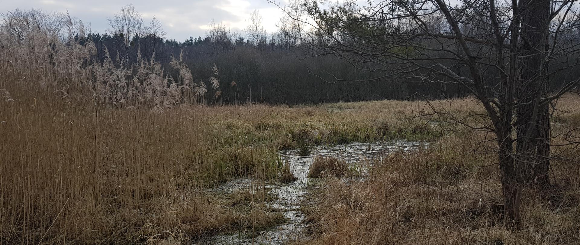 Kampinos mokradła