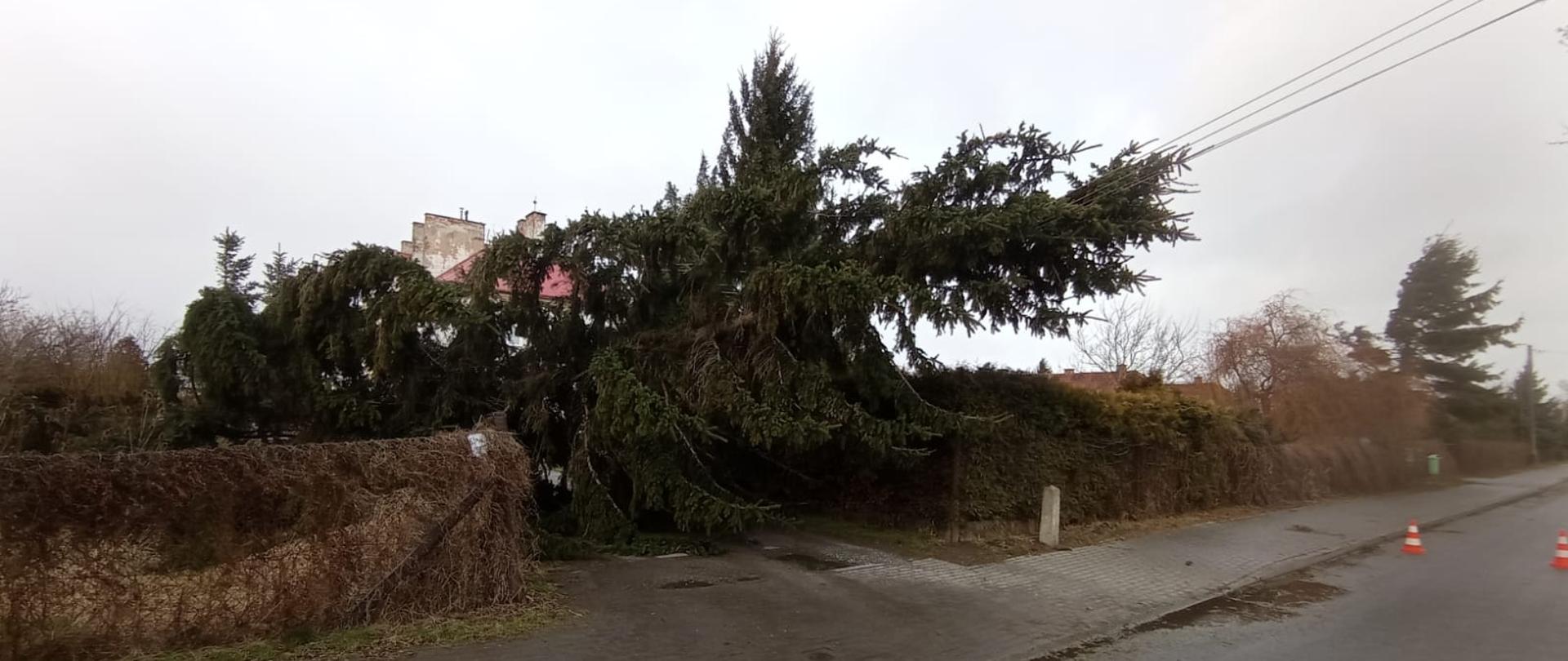 Fotografia przedstawia powalone drzewo na linie energetyczne.