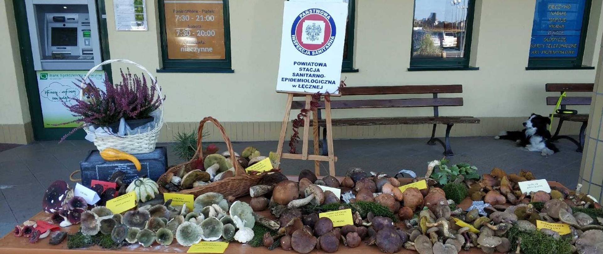 Wystawa grzybów w Sanepidzie