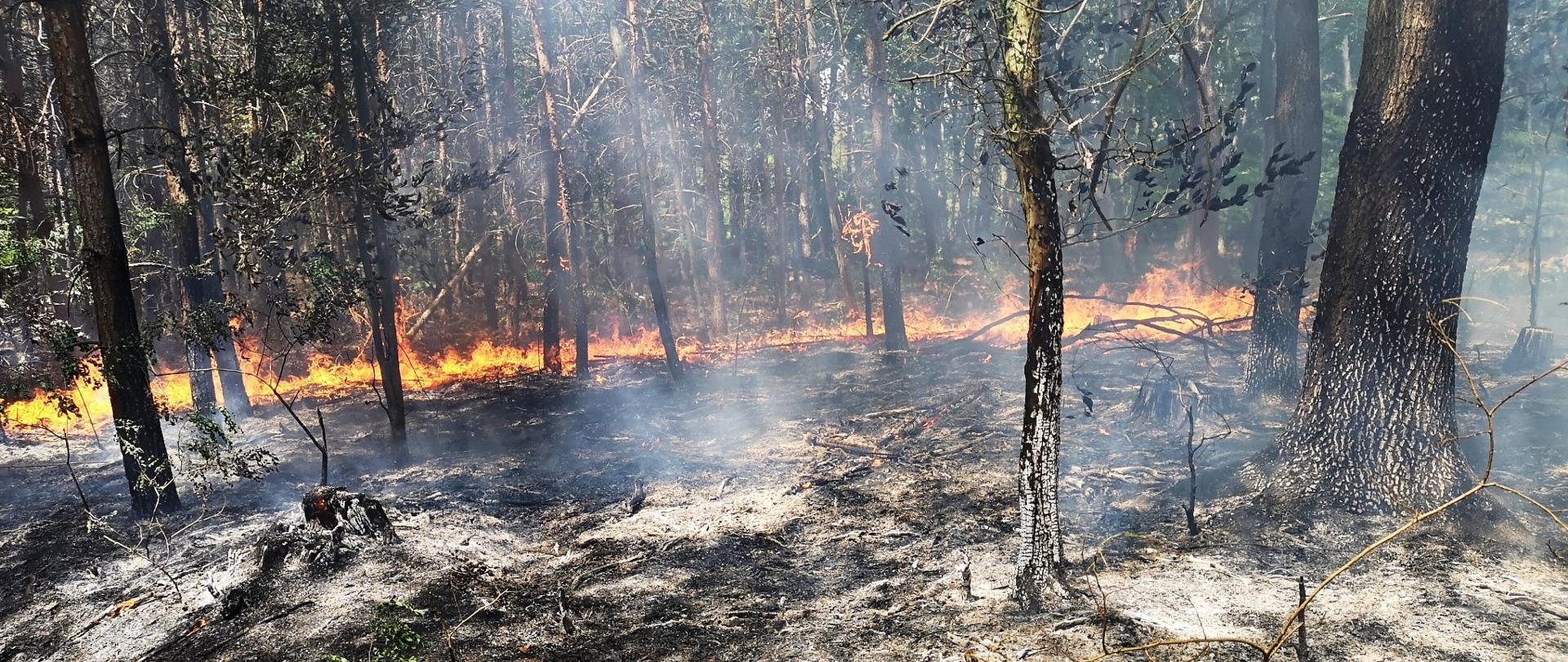 Widoczne płomienie w lesie, które obejmują ściółkę. Z przodu powierzchnia wypalona.