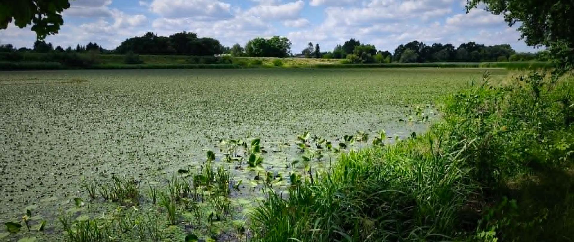 Starorzecze Krajskie