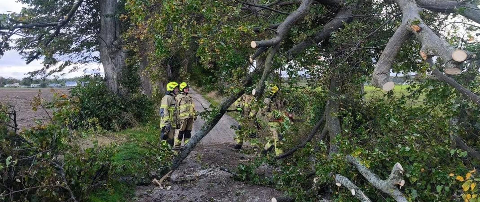 Na zdjęciu strażacy usuwają z drogi powalone drzewo