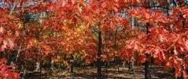 Na zdjeciu kilka drzew o czerwonych liściach jest to dąb czerwony. 