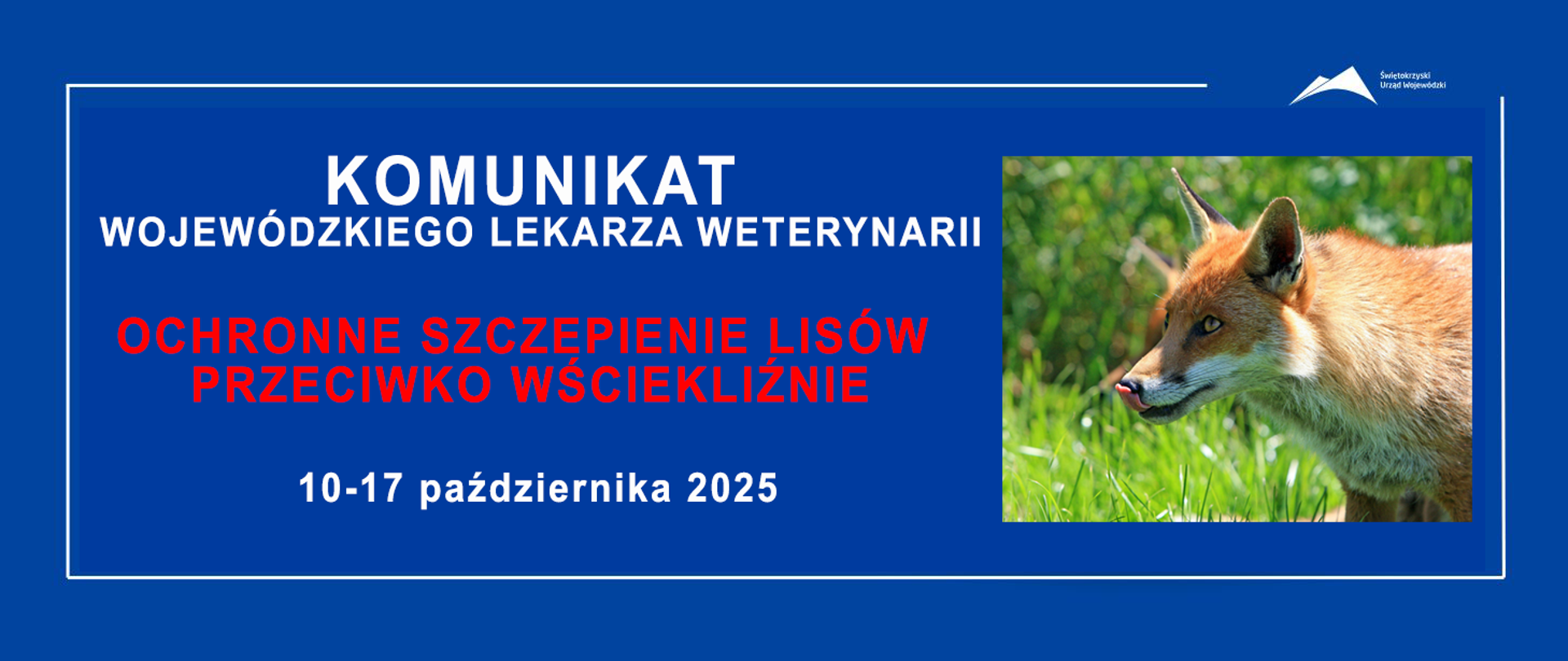 Akcja szczepienia lisów