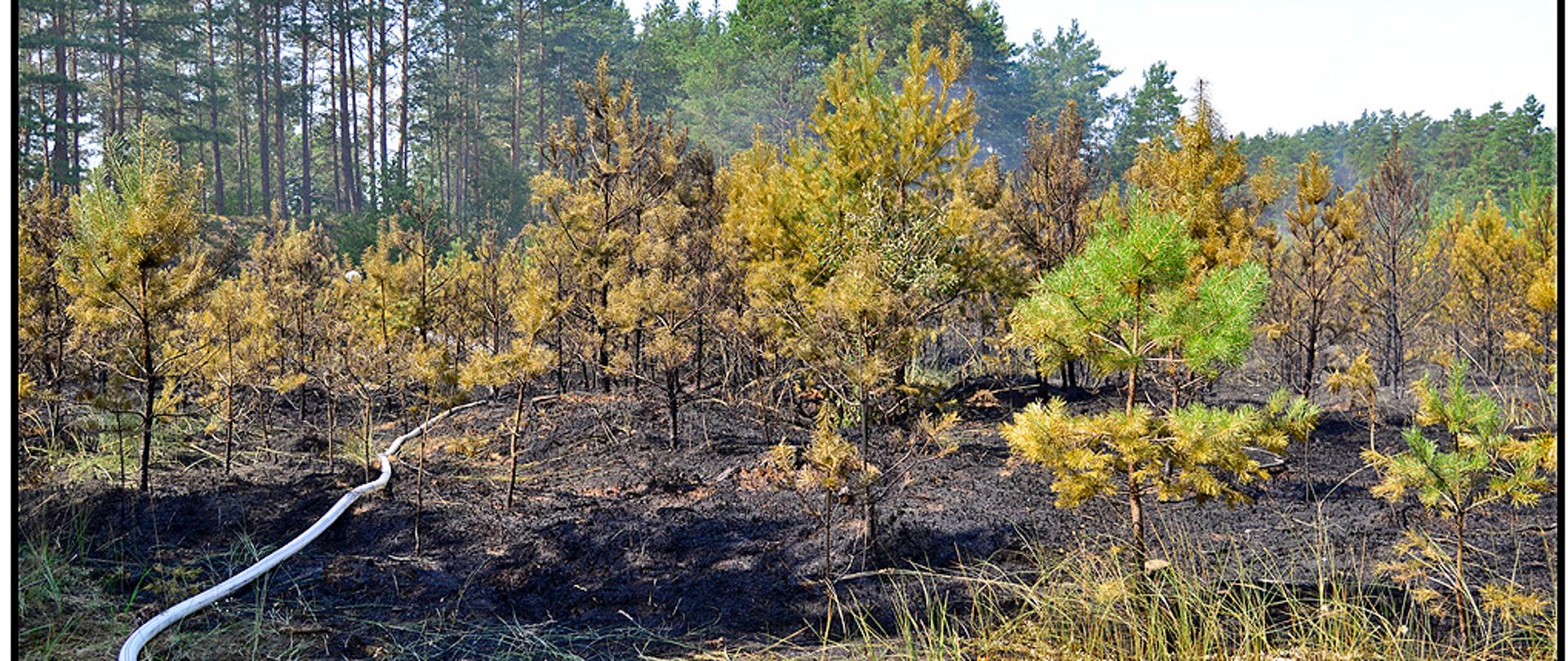  Pożar lasu przy pilskim lotnisku