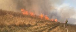 Pożar nieużytków 