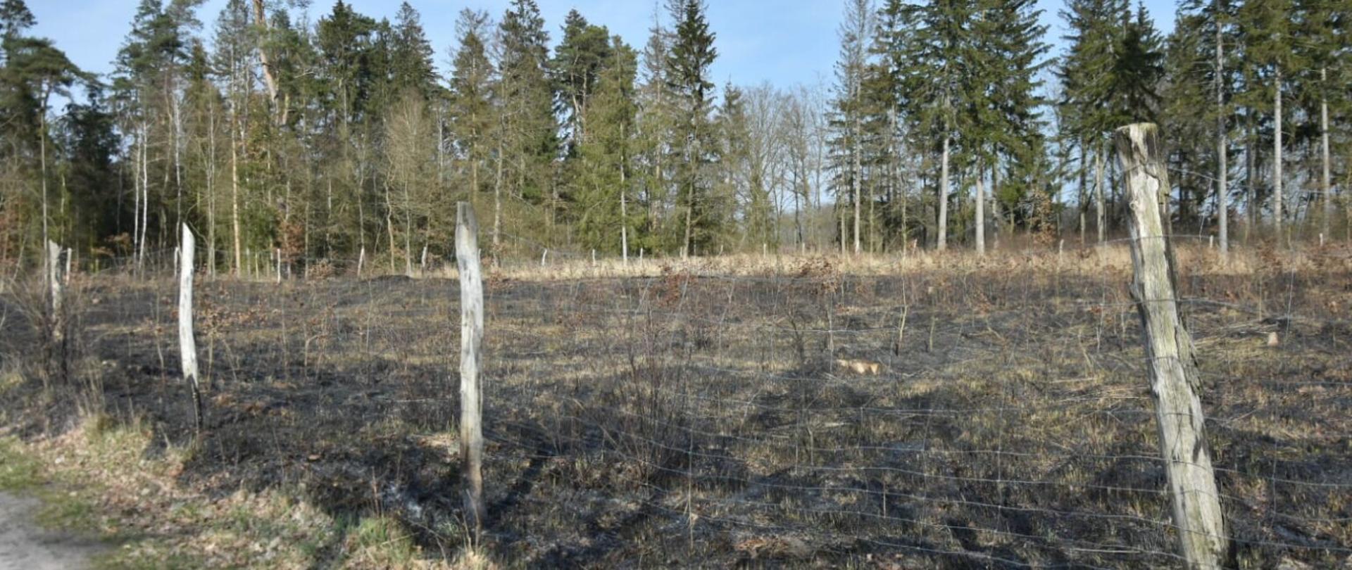 Zdjęcie przedstawia wypalony teren młodnika przy lesie.