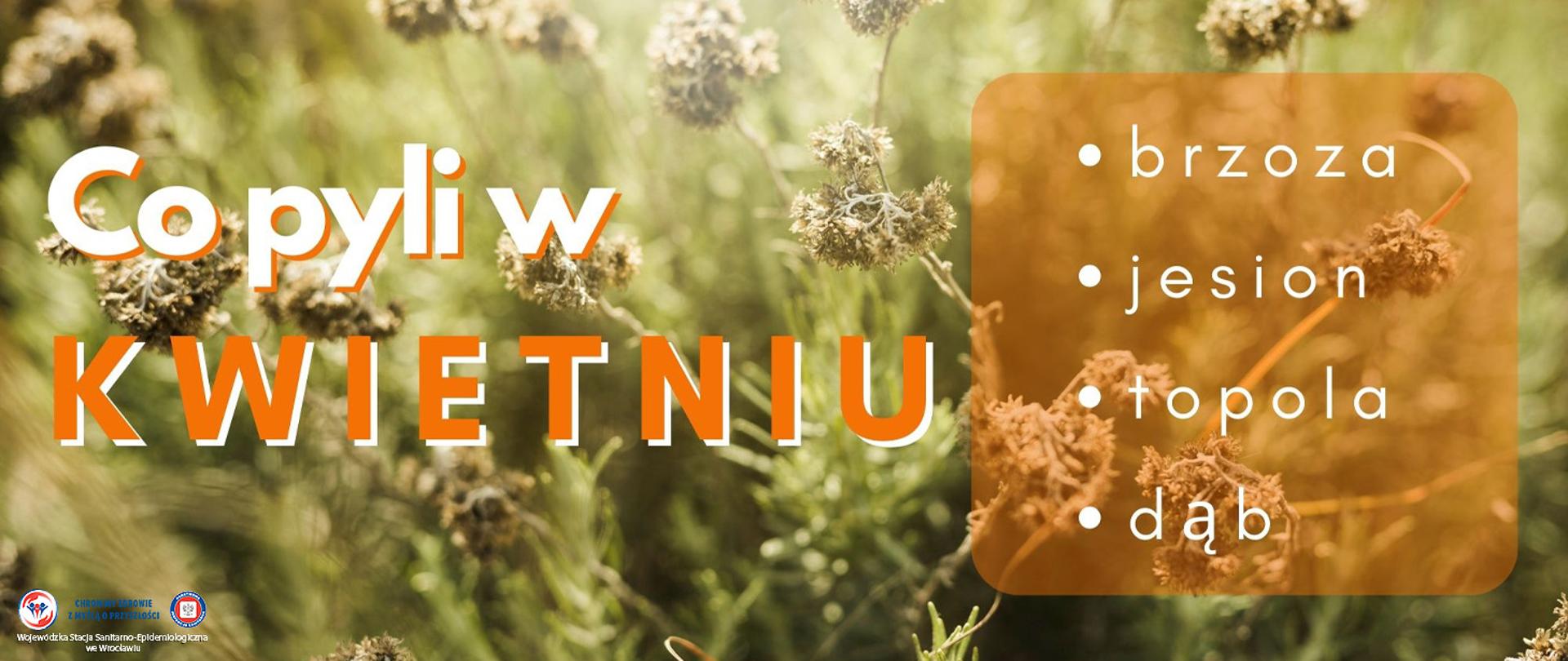 Kwitnąca łąka z białymi kwiatami