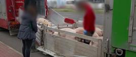Przeładunek świń z ciężarówki na drugi pojazd pod nadzorem powiatowego lekarza weterynarii.
