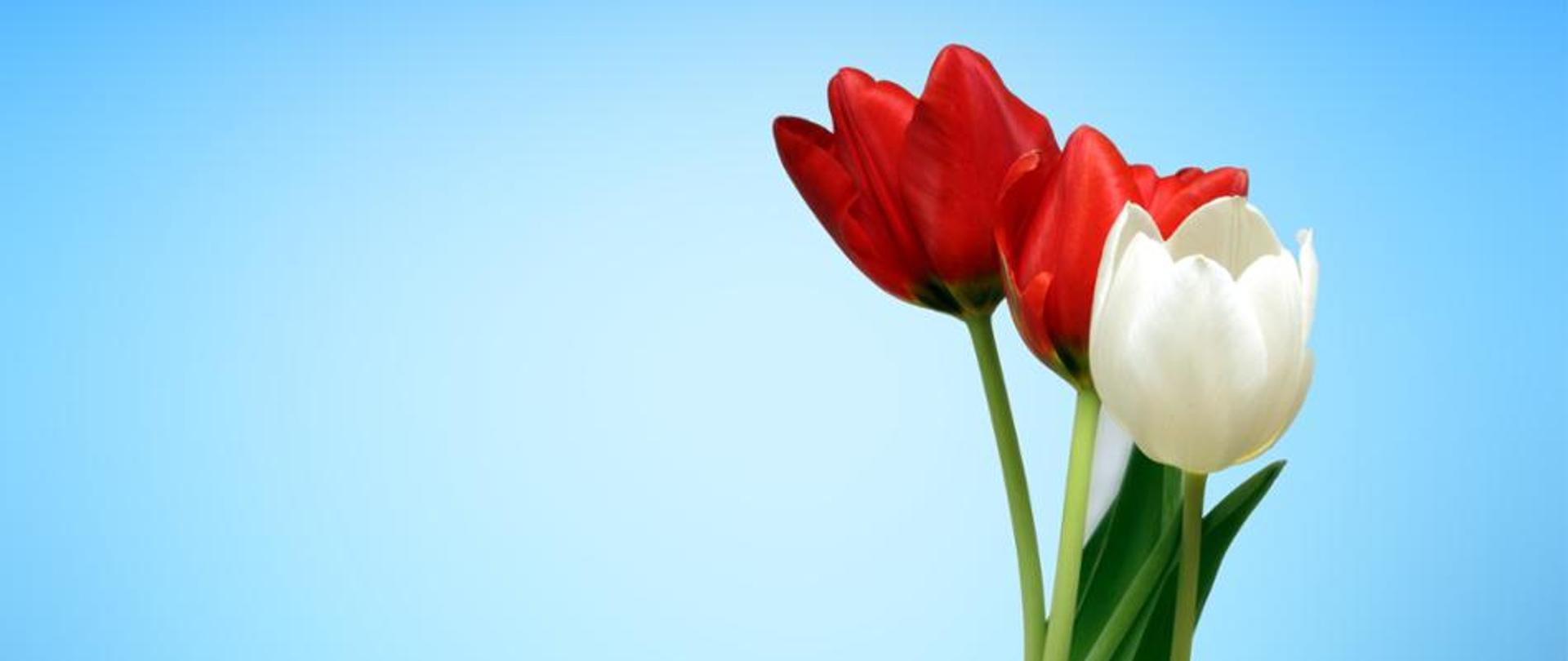 Na obrazku tulipany na niebieskim tle