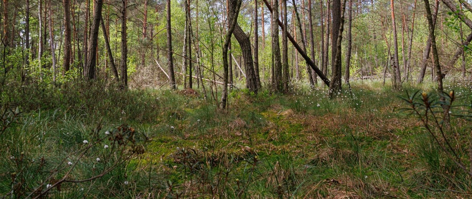 Widok na torfowisko przejściowe . Teren porośnięty trawą, mchami i roślinnością bagienną m.in. kwitnącym bagnem zwyczajnym. Na drugim tle drzewa iglaste i Liściaste. Sceneria naturalna, wiosenna, z charakterystyczną roślinnością torfowiskową.